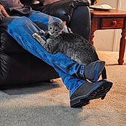 Milo is registered to the contest to win money with this photo: cat, tabby_cat, person, jeans, boots, leather_chair, carpet, wooden_table, water_bottle, flowers, indoor, lap, resting, curious, furniture, casual_clothing, home, relaxation, pet, animal