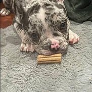 Mazi is registered to the contest to win money with this photo: dog, puppy, french_bulldog, brindle, pet, animal, cute, lying_down, carpet, gray_rug, chew_toy, indoors, close_up, face, ears, nose, paw, looking_at_camera, young, cozy