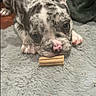 dog, puppy, french_bulldog, brindle, pet, animal, cute, lying_down, carpet, gray_rug, chew_toy, indoors, close_up, face, ears, nose, paw, looking_at_camera, young, cozy