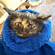 Scion K.i.t. is registered to the contest to win money with this photo: kitten, cat, wet, blue_towel, indoor, pet_bed, fur, animal, cute, disgruntled, face, whiskers, ears, closeup, portrait, cozy, home, carpet, furniture, wrapped