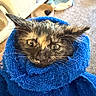 kitten, cat, wet, blue_towel, indoor, pet_bed, fur, animal, cute, disgruntled, face, whiskers, ears, closeup, portrait, cozy, home, carpet, furniture, wrapped