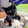 Scion K.i.t. is registered to the contest to win money with this photo: kitten, cat, black_cat, cardboard_box, curtains, window, indoor, pet, fur, paw, box, blanket, curious, animal, feline, small_animal, domestic_animal, home, soft, blur