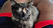 Scion K.i.t. is registered to the contest to win money with this photo: animal, cat, closeup, cute, domestic, fur, indoor, kitten, lap, legs, person, pet, plush_toy, red, relaxing, resting, shorts, skin, tortoiseshell, whiskers