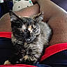Scion K.i.t. is registered to the contest to win money with this photo: kitten, cat, tortoiseshell, pet, lap, person, legs, shorts, red, skin, fur, whiskers, indoor, plush_toy, relaxing, closeup, cute, animal, domestic, resting