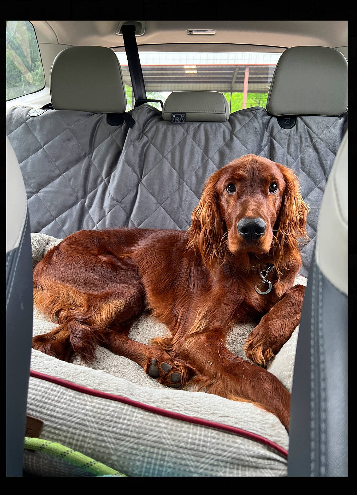 Odin joined the competition — help win amazing prizes! automotive_exterior, automotive_mirror, brown, car_seat, car_seat_cover, carnivore, comfort, companion_dog, dog, dog_breed, door, fur, gun_dog, liver, personal_luxury_car, sporting_group, vehicle, vehicle_door, window, working_animal