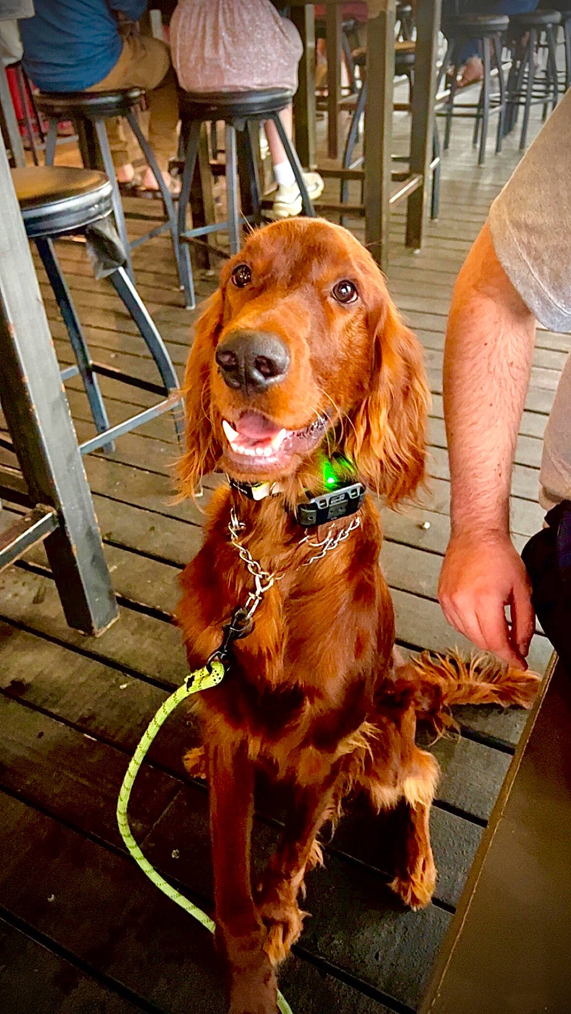 Odin is registered to the contest to win money with this photo: carnivore, chair, collar, companion_dog, dog, dog_breed, dog_collar, fawn, flooring, fur, gun_dog, hardwood, hound, leash, liver, pet_supply, snout, sporting_group, wood, working_animal