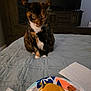 Lulu is registered to the contest to win money with this photo: animal, bed, bedroom, calico_cat, cat, cozy, curious, food, fork, furniture, home, indoor, napkin, pet, plate, sauce, sitting, tableware, television, wooden_furniture
