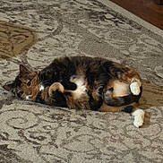 Lulu joined the competition — help win amazing prizes! animal, calico, carpet, cat, cozy, cute, domestic, floor, fur, home, indoor, lying_down, mammal, patterned, paws, pet, relaxed, resting, tail, whiskers