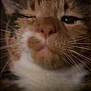 Lulu joined the competition — help win amazing prizes! animal, cat, close_up, cute, domestic_cat, expression, eyes, face, feline, fur, indoor, muzzle, nose, pet, portrait, sleepy, soft_light, tabby, whiskers, winking