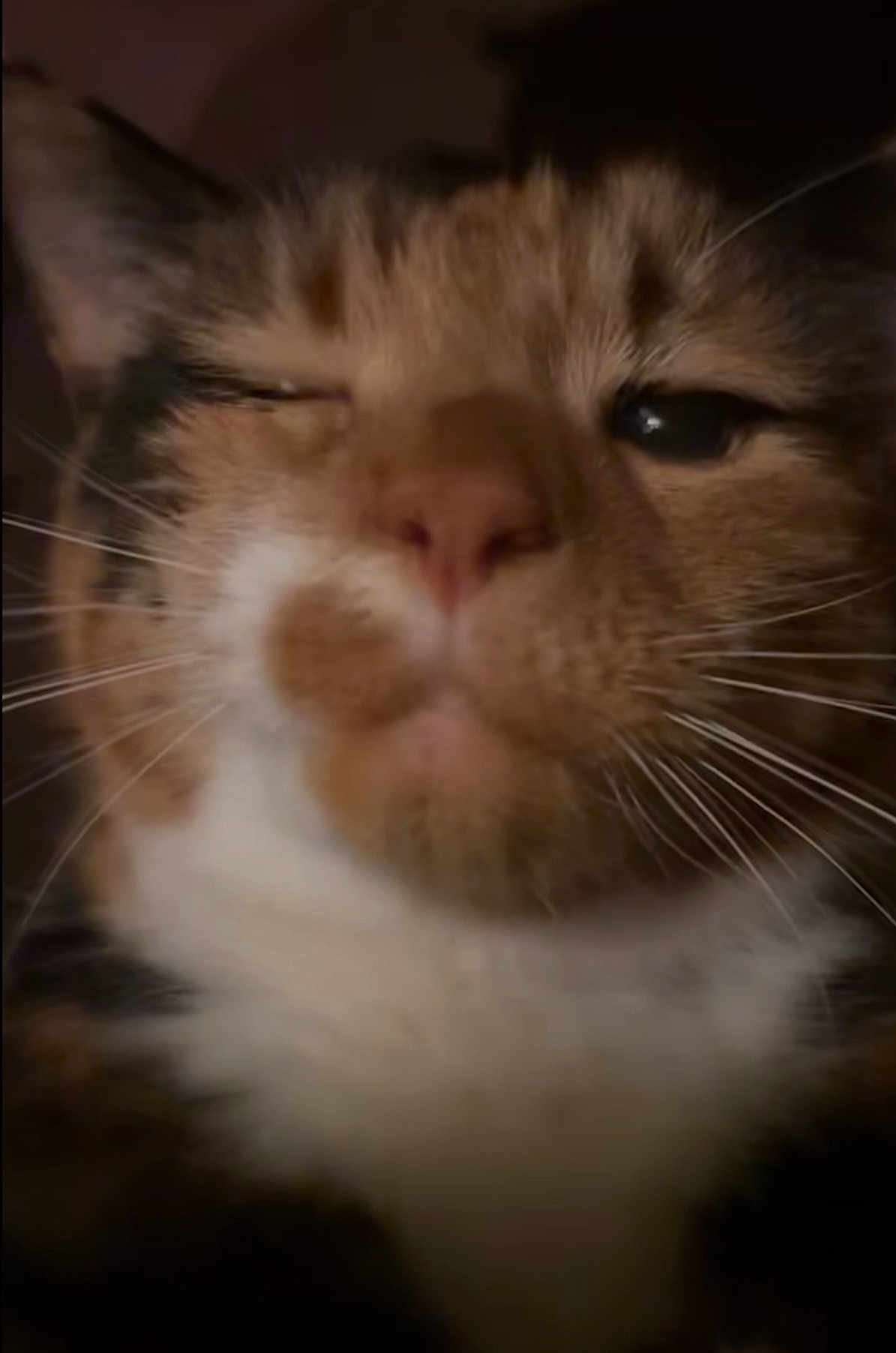 Lulu
