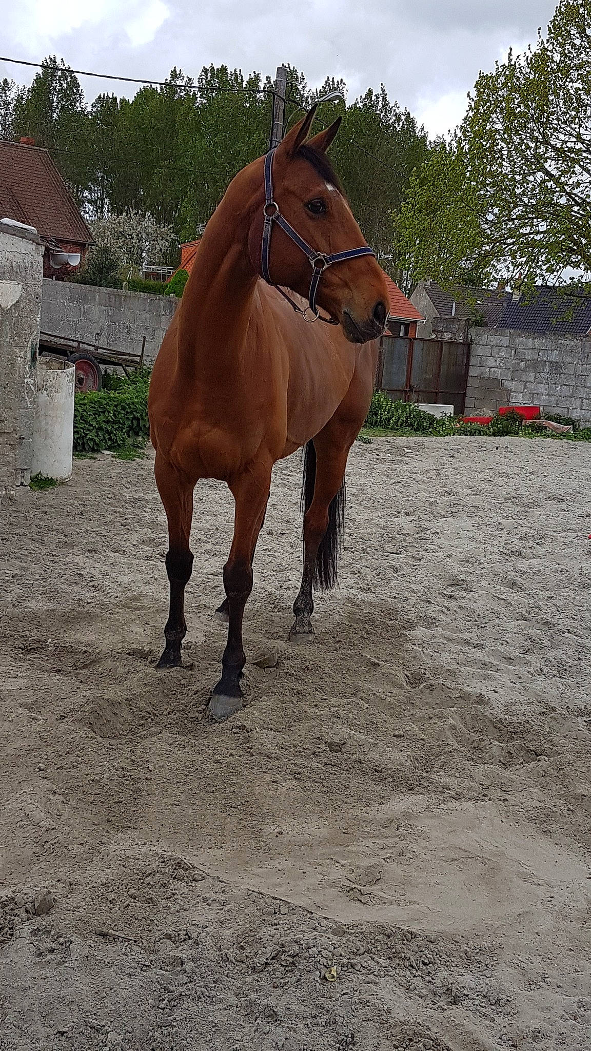 Gorgeous Georgie a rejoint le concours — aidez-le/la à gagner de superbes lots ! bridle, halter, horse, horse_harness, horse_supplies, horse_tack, liver, livestock, mammal, mane, mare, mustang_horse, pack_animal, recreation, rein, snout, sorrel, stallion, vertebrate, working_animal