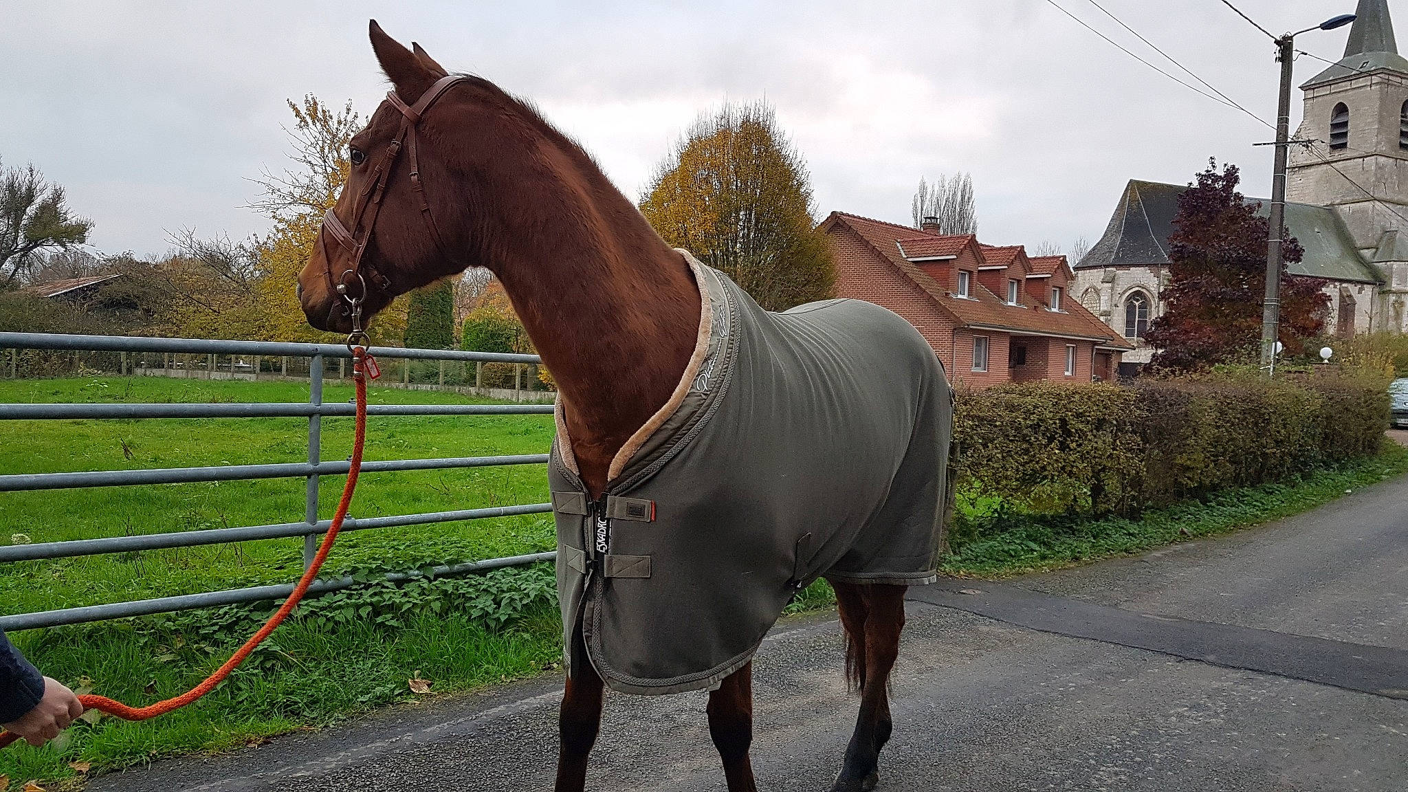 Gorgeous Georgie a rejoint le concours — aidez-le/la à gagner de superbes lots ! bridle, halter, horse, horse_harness, horse_supplies, horse_tack, liver, mammal, mane, mare, mustang_horse, pack_animal, rein, snout, sorrel, stallion, vertebrate