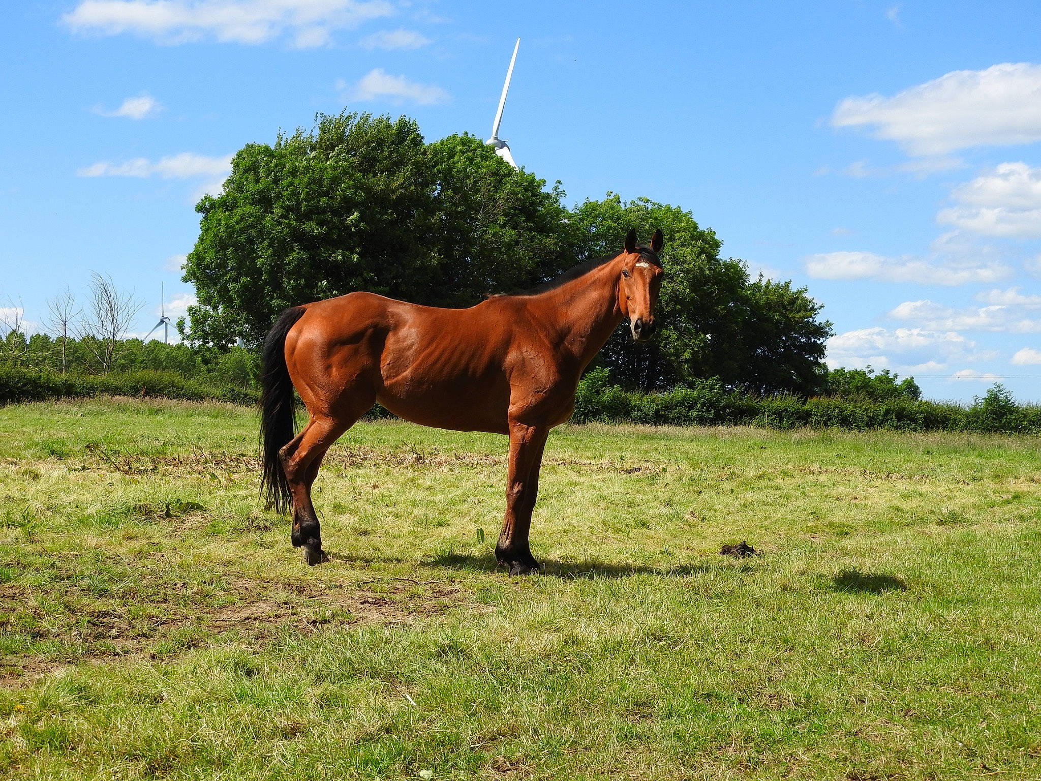 Gorgeous Georgie a rejoint le concours — aidez-le/la à gagner de superbes lots ! ecoregion, field, grass, grassland, grazing, horse, mammal, mane, mare, meadow, mustang_horse, pasture, ranch, rural_area, sky, sorrel, stallion, terrestrial_animal, vertebrate, wildlife