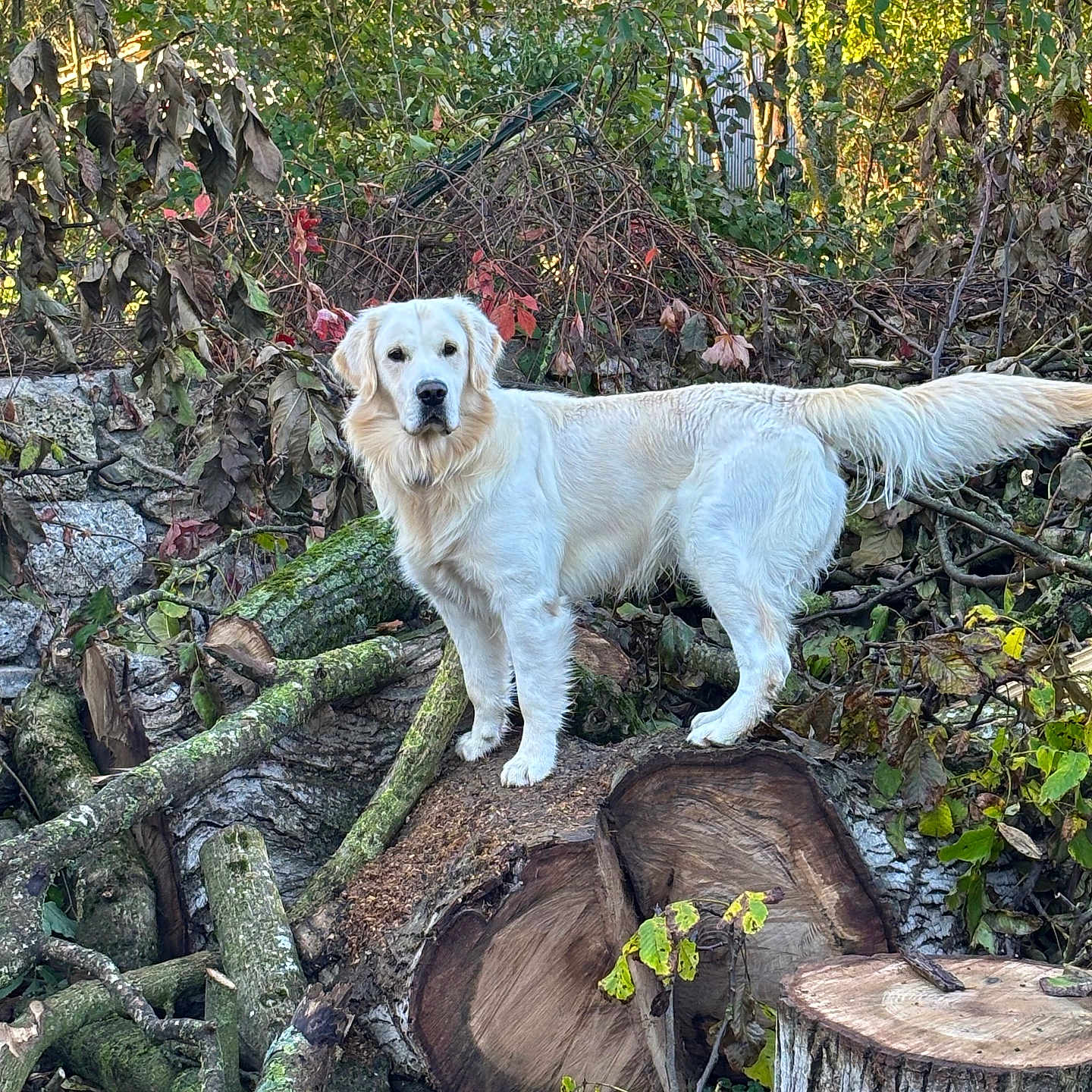 Usko participe au concours pour gagner de l'argent avec cette photo : animal, canine, dog, grove, land, leaf, nature, outdoors, pet, plant, rainforest, rock, soil, tree, treestump, treetrunk, vegetation, wilderness, wood, woodland