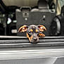 puppy, dog, car, trunk, ears, resting, sleepy, pet, animal, closeup, black, brown, fur, snout, paw, vehicle, transportation, domestic_animal, young, cute