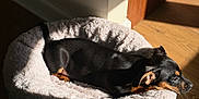 Sheldon joined the competition — help win amazing prizes! dog, puppy, pet_bed, sunlight, indoor, wooden_floor, shadow, relaxing, black_dog, tan_markings, cozy, sleepy, animal, small_dog, domestic_animal, fur, resting, comfortable, side_view, sunbeam