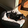 dog, puppy, pet_bed, sunlight, indoor, wooden_floor, shadow, relaxing, black_dog, tan_markings, cozy, sleepy, animal, small_dog, domestic_animal, fur, resting, comfortable, side_view, sunbeam
