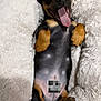 Sheldon is registered to the contest to win money with this photo: dog, puppy, lying_down, tongue_out, happy, pet_bed, fluffy, black_and_tan, cute, canine, relaxed, indoor, small_dog, sleepy, paw, ears_up, tongue, smiling, adorable, cozy