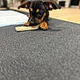 Sheldon is registered to the contest to win money with this photo: puppy, dog, black, brown, chewing, toy, ears, indoor, floor, texture, curious, young, pet, animal, closeup, lying, cute, playing, background, blur