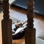 Sheldon joined the competition — help win amazing prizes! puppy, dog_bed, wooden_floor, sunlight, indoor, pet, resting, black_dog, tan_markings, door, home, cozy, relaxing, furniture, cushion, quiet, small_dog, domestic_animal, peaceful, window_light