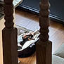 puppy, dog_bed, wooden_floor, sunlight, indoor, pet, resting, black_dog, tan_markings, door, home, cozy, relaxing, furniture, cushion, quiet, small_dog, domestic_animal, peaceful, window_light