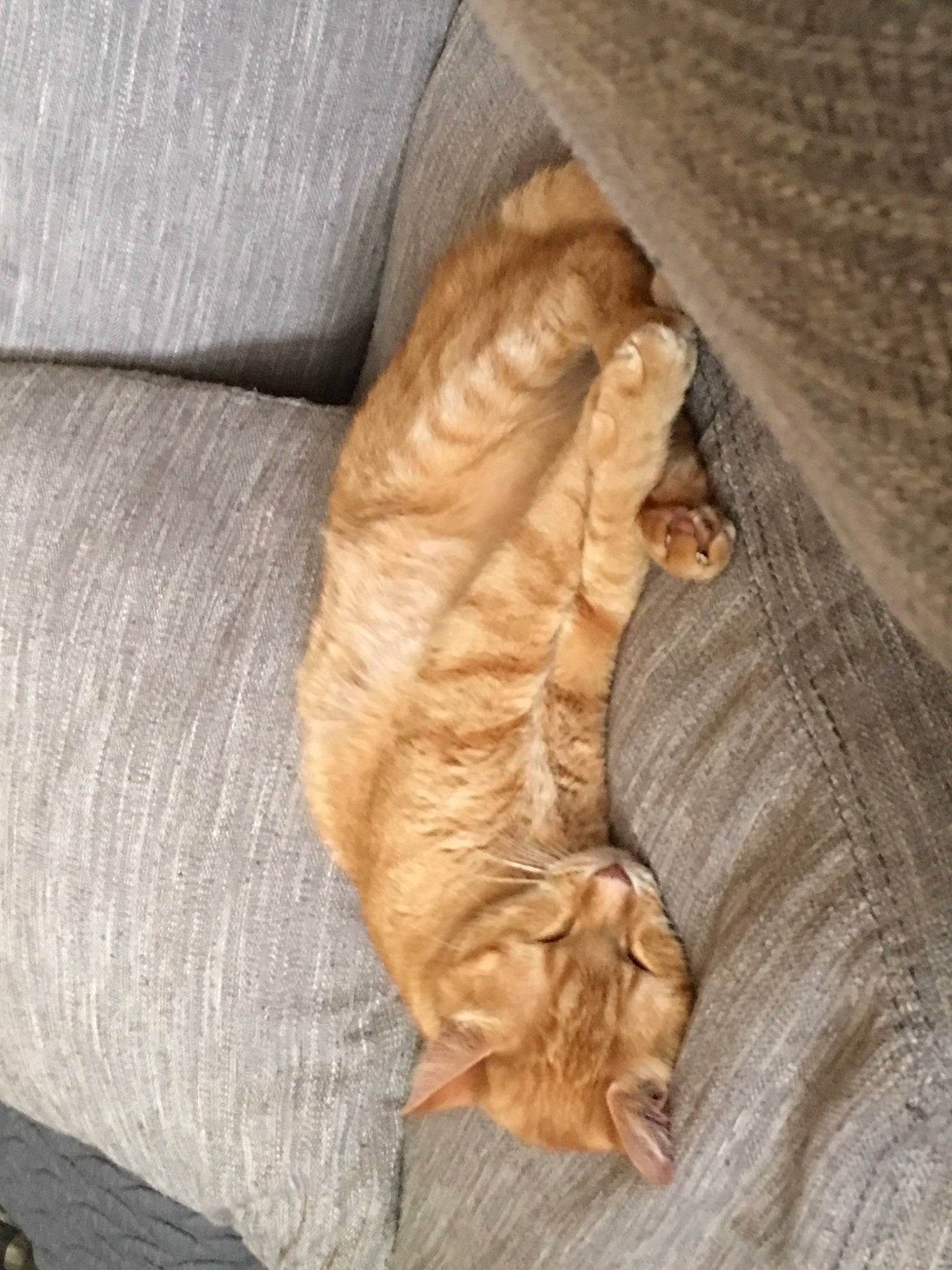 Oliver joined the competition — help win amazing prizes! carnivore, cat, european_shorthair, fawn, felidae, small_to_medium_sized_cats, tail