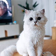 Loui joined the competition — help win amazing prizes! animal, cat, closeup, cozy, curious, cute, domestic_animal, fluffy, fur, furniture, home, indoor, living_room, pet, phone, portrait, small, table, whiskers, white_cat