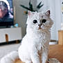 animal, cat, closeup, cozy, curious, cute, domestic_animal, fluffy, fur, furniture, home, indoor, living_room, pet, phone, portrait, small, table, whiskers, white_cat