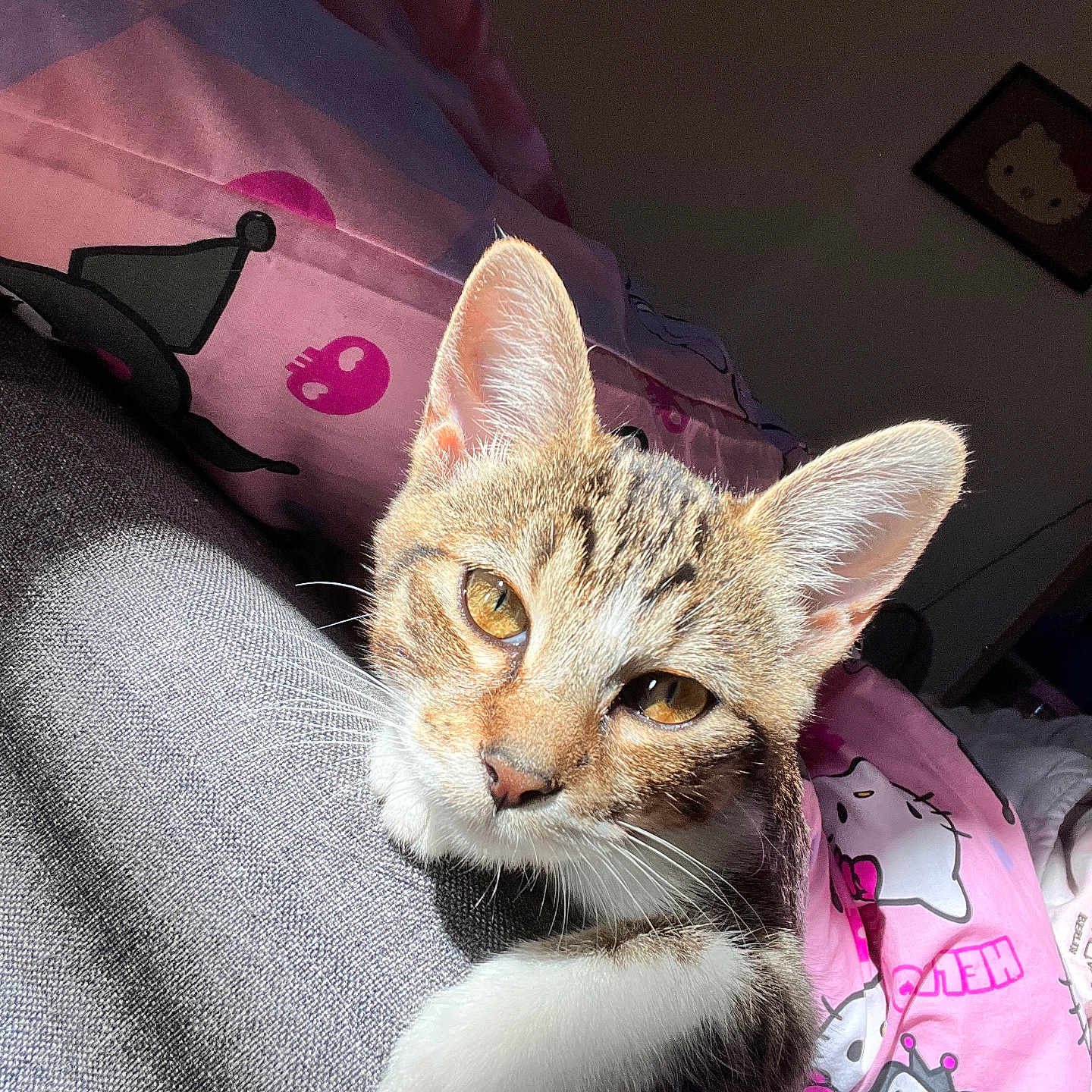 Kitty