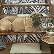 Tania participe au concours pour gagner de l'argent avec cette photo : animal, brown_dog, companion, cozy, dog, floor_mat, home, household, indoor, pattern, paw, pet, quiet, relaxing, resting, shoes, stairs, wallpaper, wood, wrinkled_skin
