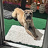 dog, outdoor, sunlight, rug, green_carpet, animal, pet, relaxing, fence, decor, leisure, canine, wrinkled_skin, shaded_area, floor, doorway, resting, cozy, tan, paw