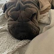 Tania a rejoint le concours — aidez-le/la à gagner de superbes lots ! dog, sleeping, wrinkles, blanket, cozy, pet, fur, close_up, resting, animal, canine, indoors, cute, nap, soft, relaxed, bed, snout, ears, domestic_animal