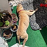 dog, pet, leopard_print, dog_bed, red_collar, chew_toy, plant_pots, green_carpet, wooden_deck, sunlight, balcony, relaxed, tan_dog, outdoor, fur, resting, shadow, pet_accessory, home, summer