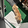 dog, bulldog, pet, sleeping, sunlight, mat, carpet, balcony, outdoor, leopard_print, blanket, lantern, decor, relaxing, fur, animal, collar, resting, shade, cozy