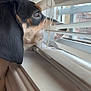 dog, window, blinds, nose, curious, indoor, pet, animal, looking_out, close_up, face, ears, fur, brown, black, white, daylight, windowsill, home, waiting