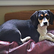 Lady joined the competition — help win amazing prizes! dog, tricolor, leather_couch, indoor, pet, relaxed, animal, brown, black, white, cardboard, fur, paw, tail, window, resting, canine, domestic, companion, portrait