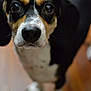 dog, pet, animal, close_up, black_and_tan, curious, indoors, floor, canine, fur, snout, ears, whiskers, portrait, looking_up, companion, domestic_animal, mammal, friendly, cute