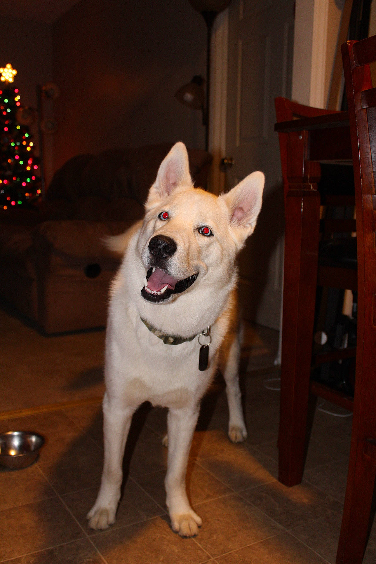 Koda is registered to the contest to win money with this photo: canidae, carnivore, collar, companion_dog, dog, dog_breed, dog_collar, door, event, fawn, floor, flooring, fur, hardwood, snout, sporting_group, tail, whiskers, wood, working_animal