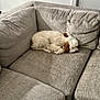 Riley Mizrahi is registered to the contest to win money with this photo: brown_ears, canine, cozy, curled_up, curly_fur, cushion, dog, fluffy, furniture, gray_sofa, home_interior, indoor, living_room, nap, peaceful, pet, relaxed, resting, sectional_sofa, sleeping