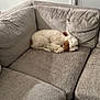 Riley Mizrahi joined the competition — help win amazing prizes! brown, comfortable, couch, cozy, curled_up, dog, domestic_animal, fur, furniture, home, indoor, living_room, nap, pet, relaxing, resting, sectional_sofa, sleeping, soft, white