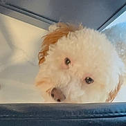 Riley Mizrahi is registered to the contest to win money with this photo: animal, background, blur, canine, closeup, cozy, curious, cute, dog, domestic, face, fluffy, fur, indoor, looking, peeking, pet, soft, tan, white