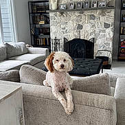 Riley Mizrahi joined the competition — help win amazing prizes! dog, living_room, couch, fireplace, bookshelf, book, photo_frame, stone_wall, pet, furniture, decor, window, light, interior, cozy, sitting, relaxed, home, gray, white