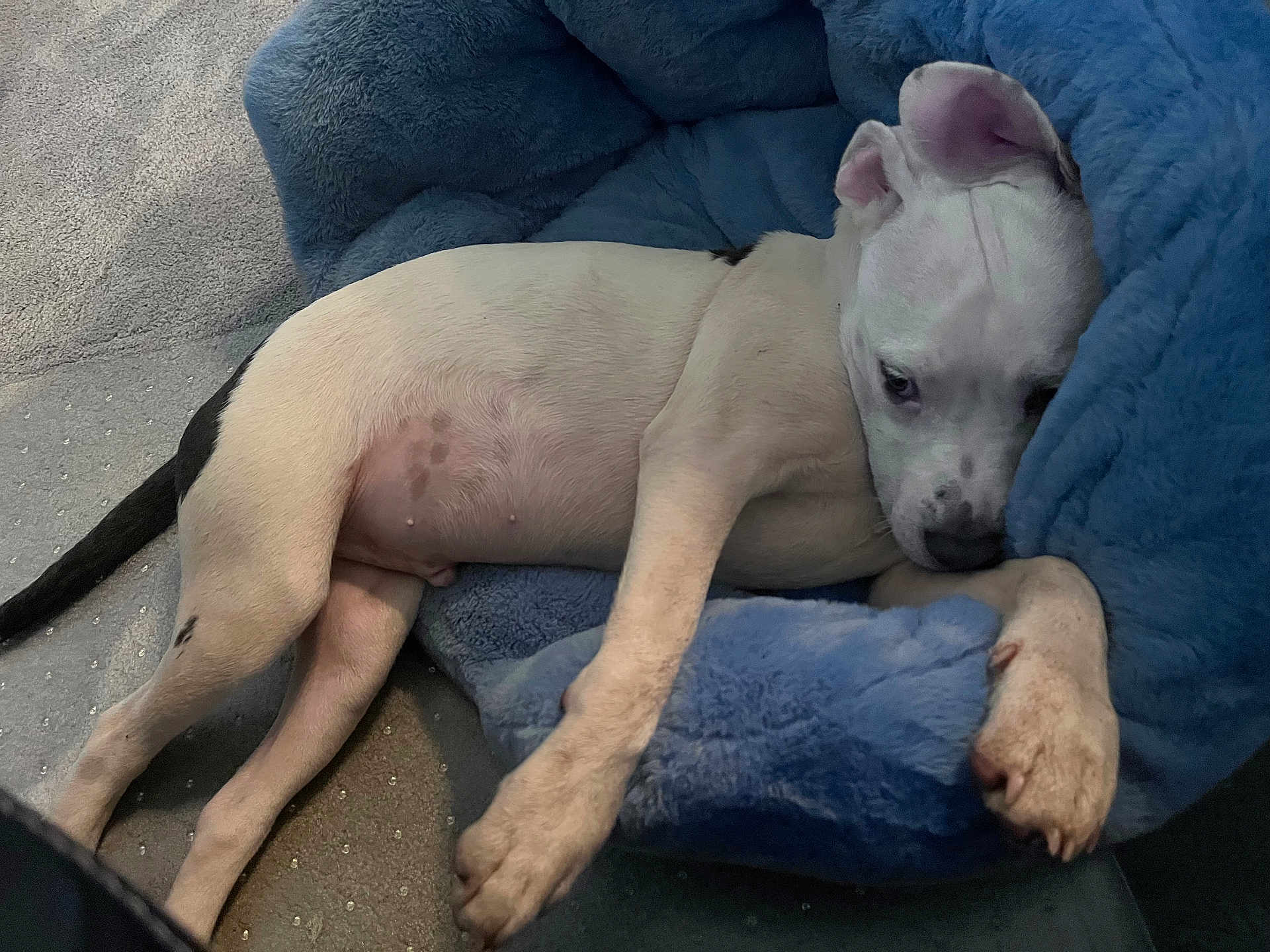 Snoopy is registered to the contest to win money with this photo: puppy, dog, pet, sleeping, blue_bed, cozy, indoor, carpet, white_fur, black_spot, cute, resting, animal, paw, ears, young_dog, snuggling, soft, relaxing, bed