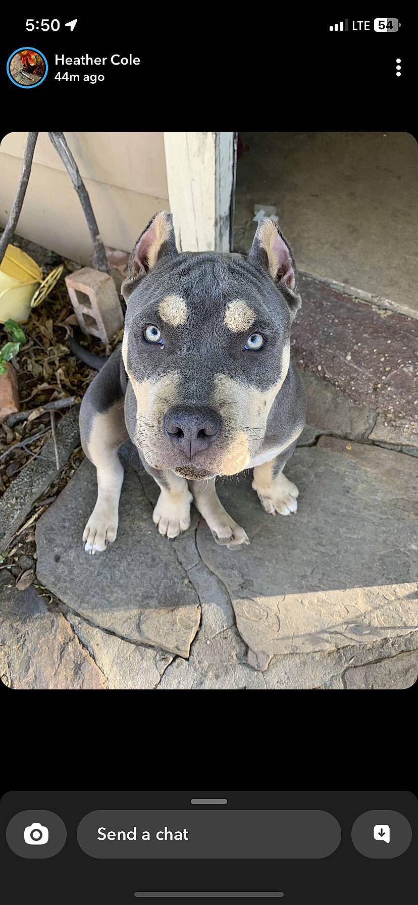 Nuke joined the competition — help win amazing prizes! canidae, carnivore, companion_dog, dog, dog_breed, electric_blue, guard_dog, non_sporting_group, plant, snout, sporting_group, street_dog, terrestrial_animal, working_animal, working_dog