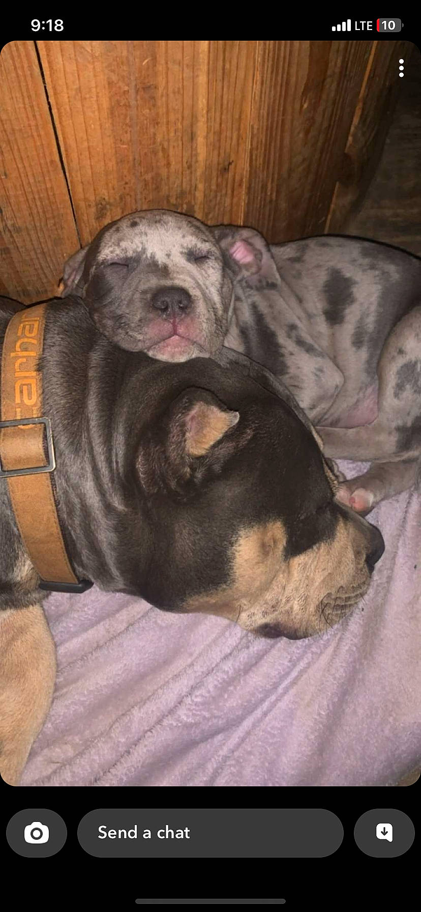 Nuke joined the competition — help win amazing prizes! bulldog, canidae, carnivore, comfort, companion_dog, dog, dog_breed, ear, fawn, fur, grey, guard_dog, jaw, molosser, snout, sporting_group, toy_dog, whiskers, working_dog, wrinkle