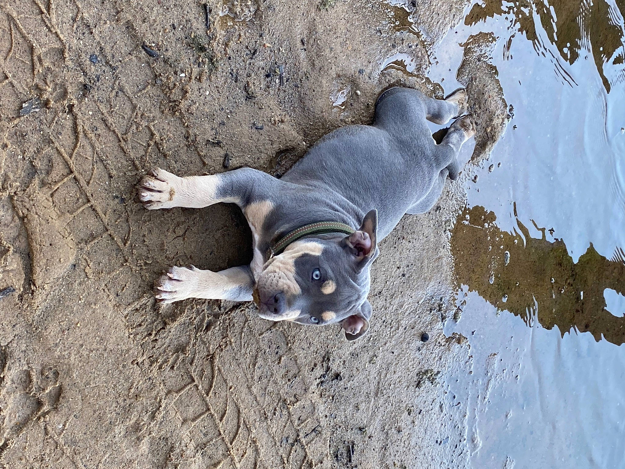 Nuke is registered to the contest to win money with this photo: adventure, beach, canidae, carnivore, dog, dog_breed, fawn, landscape, non_sporting_group, rock, sand, snout, soil, sporting_group, tail, water, wildlife, wood