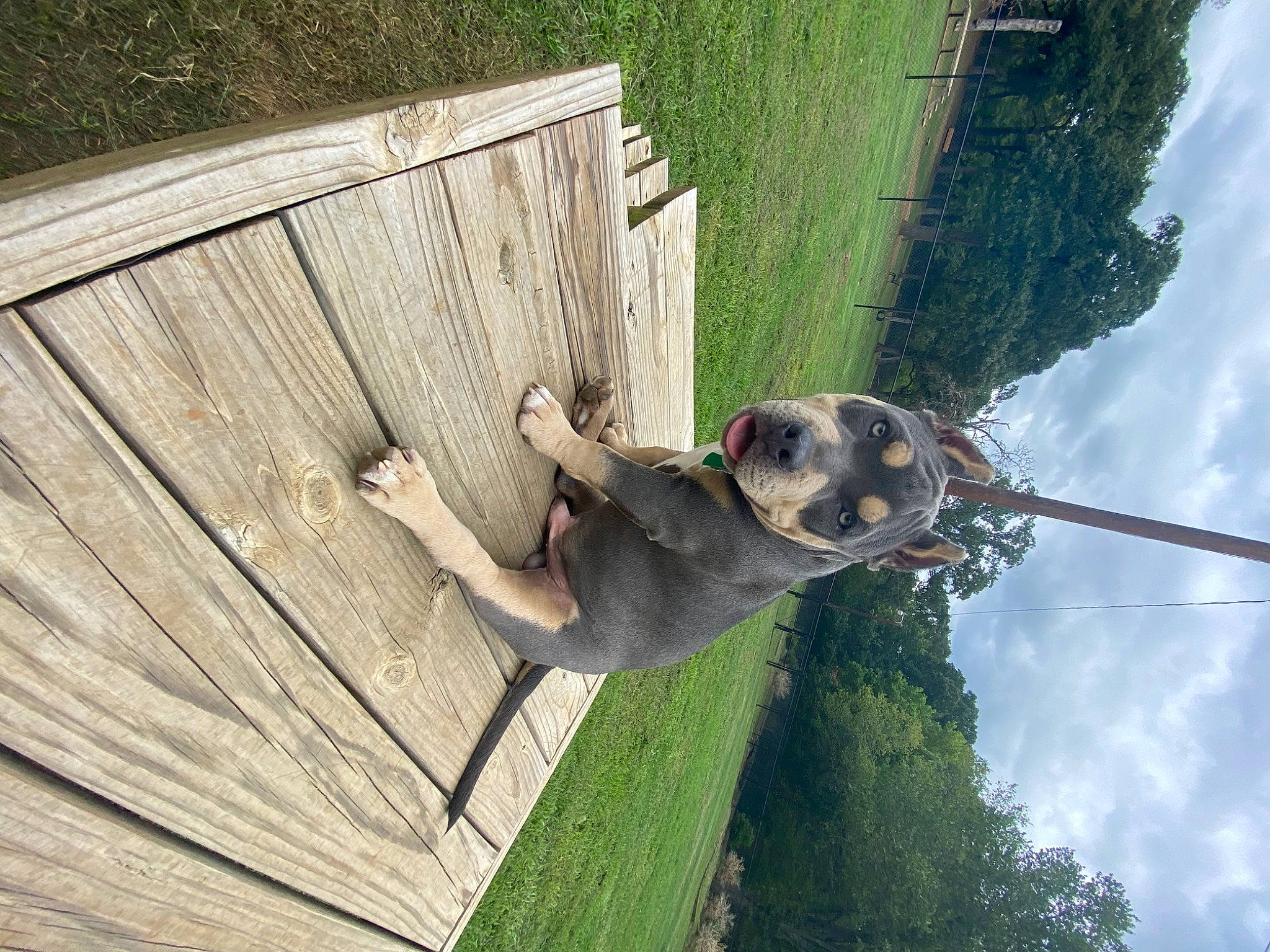 Nuke joined the competition — help win amazing prizes! adventure, boat, carnivore, cloud, dog, dog_breed, fun, grass, hardwood, landscape, leisure, plank, plant, pole, recreation, sculpture, sky, tree, water, wood