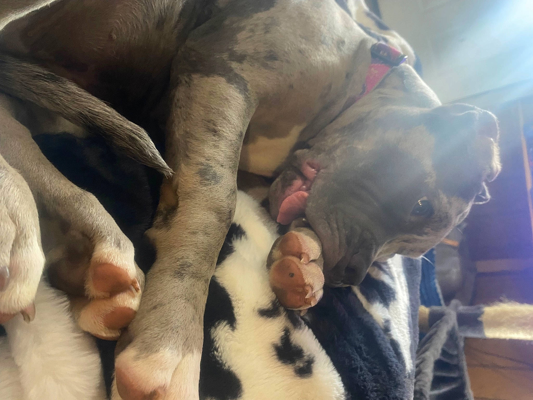 Xiena is registered to the contest to win money with this photo: comfort, dog_breed, fawn, flesh, fur, gesture, jaw, natural_material, snout, sporting_group, terrestrial_animal, working_animal, wrinkle