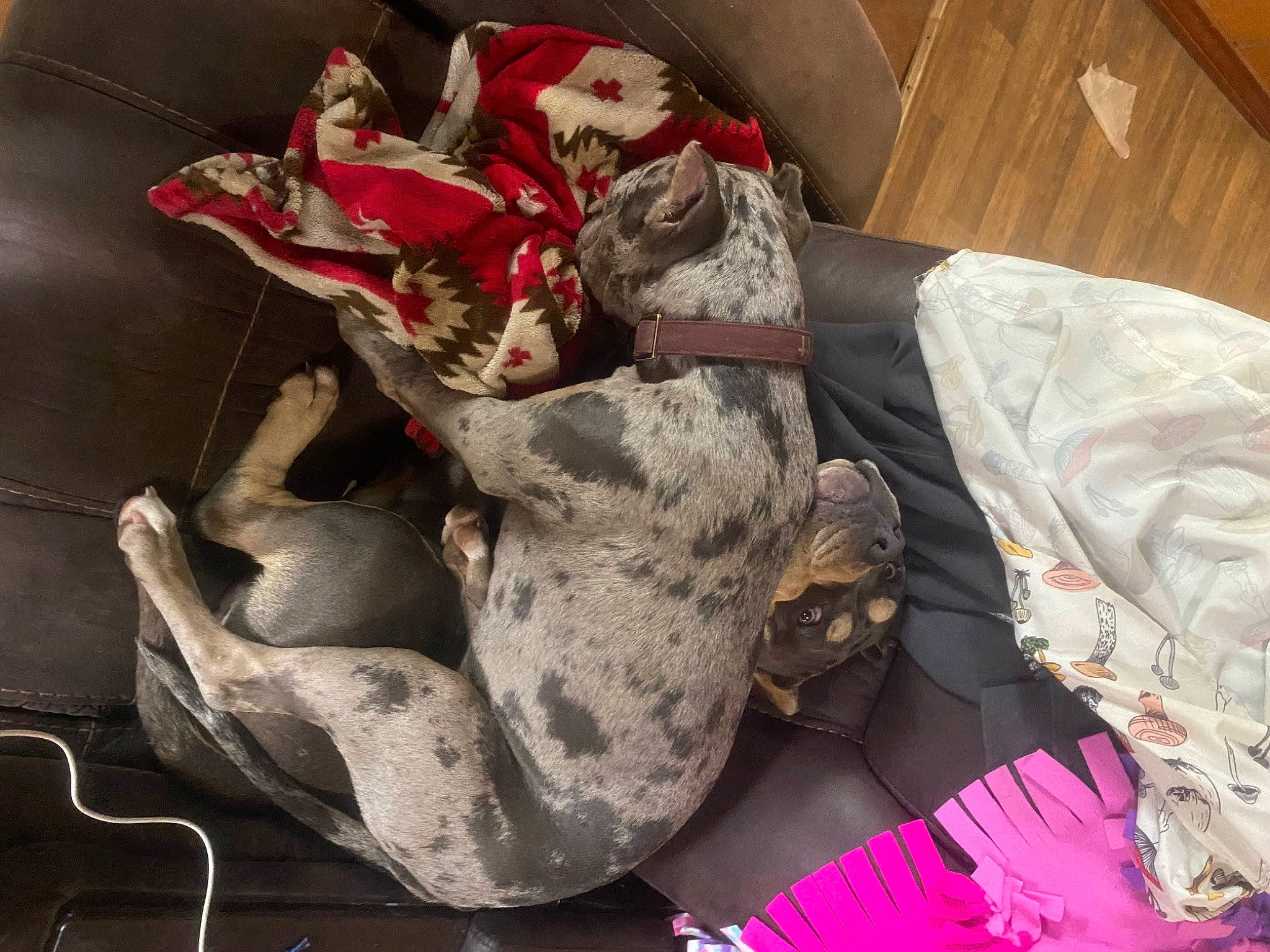 Xiena joined the competition — help win amazing prizes! carmine, comfort, human_leg, linens, magenta, paper, pattern, plastic_bag, room