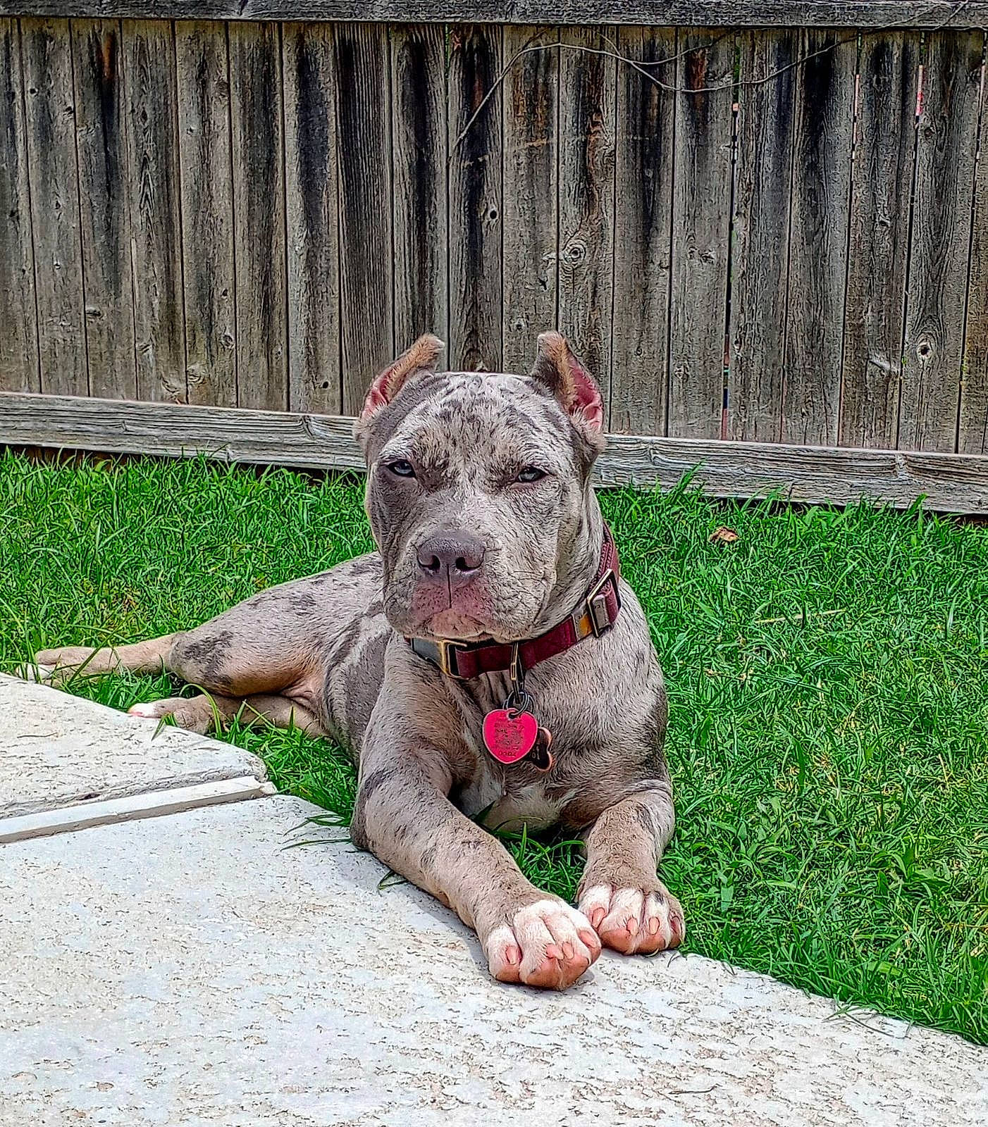 Xiena is registered to the contest to win money with this photo: art, canidae, carnivore, collar, companion_dog, dog, dog_breed, dog_collar, fawn, fence, grass, groundcover, leash, sculpture, snout, sporting_group, tail, terrestrial_animal, toy, working_animal